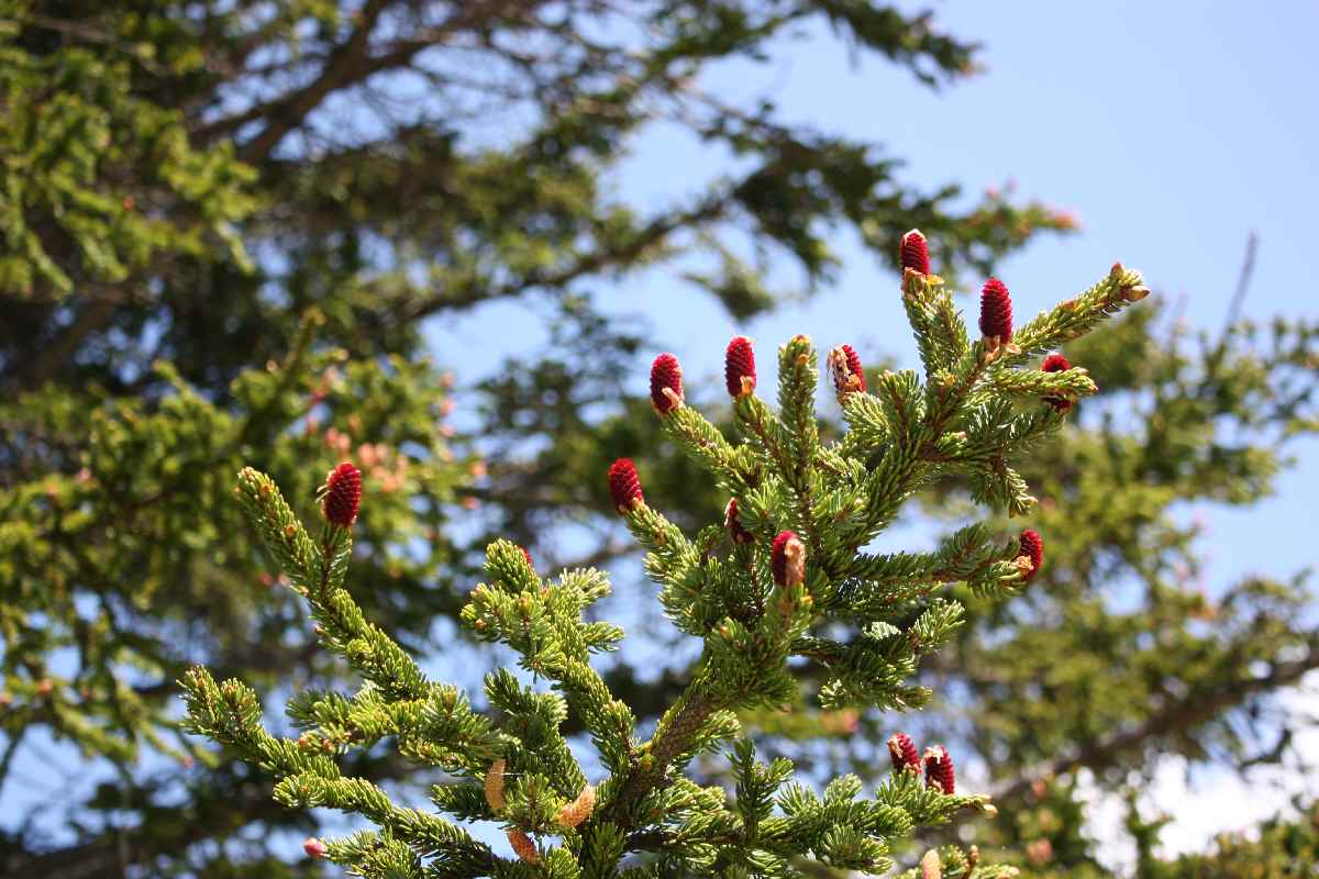 Красные ели в природе. Ель Глена (Picea glehnii). Ель Глена Сахалин. Ель Глена - Picea glehnii (fr. Schmidt) Mast.. Picea glehnii Chitosemaru.