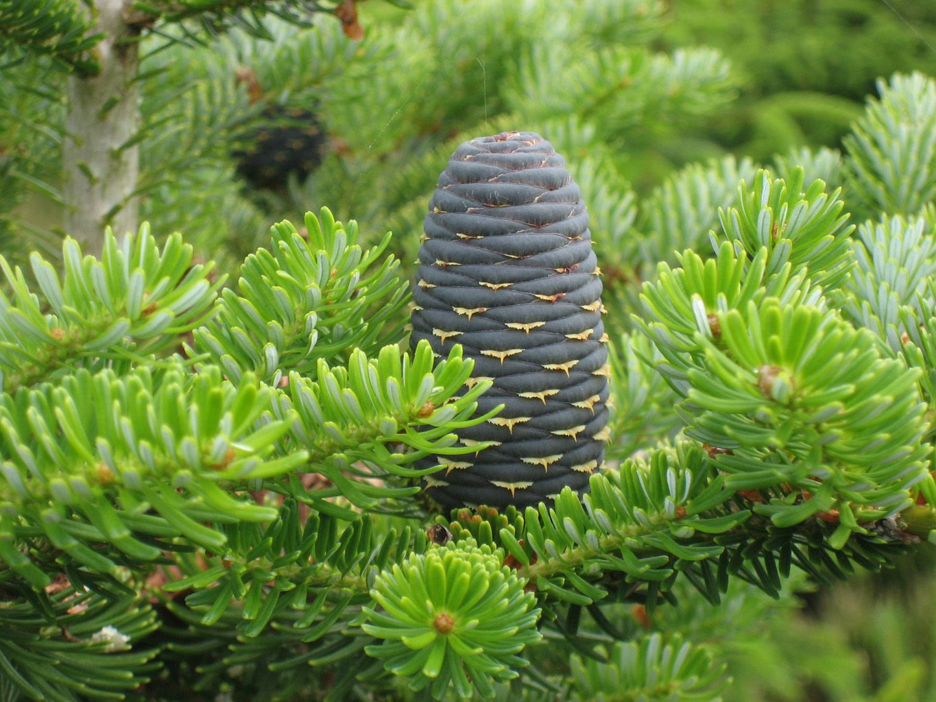 Пихта Сибирская — Abies sibirica Ledeb.