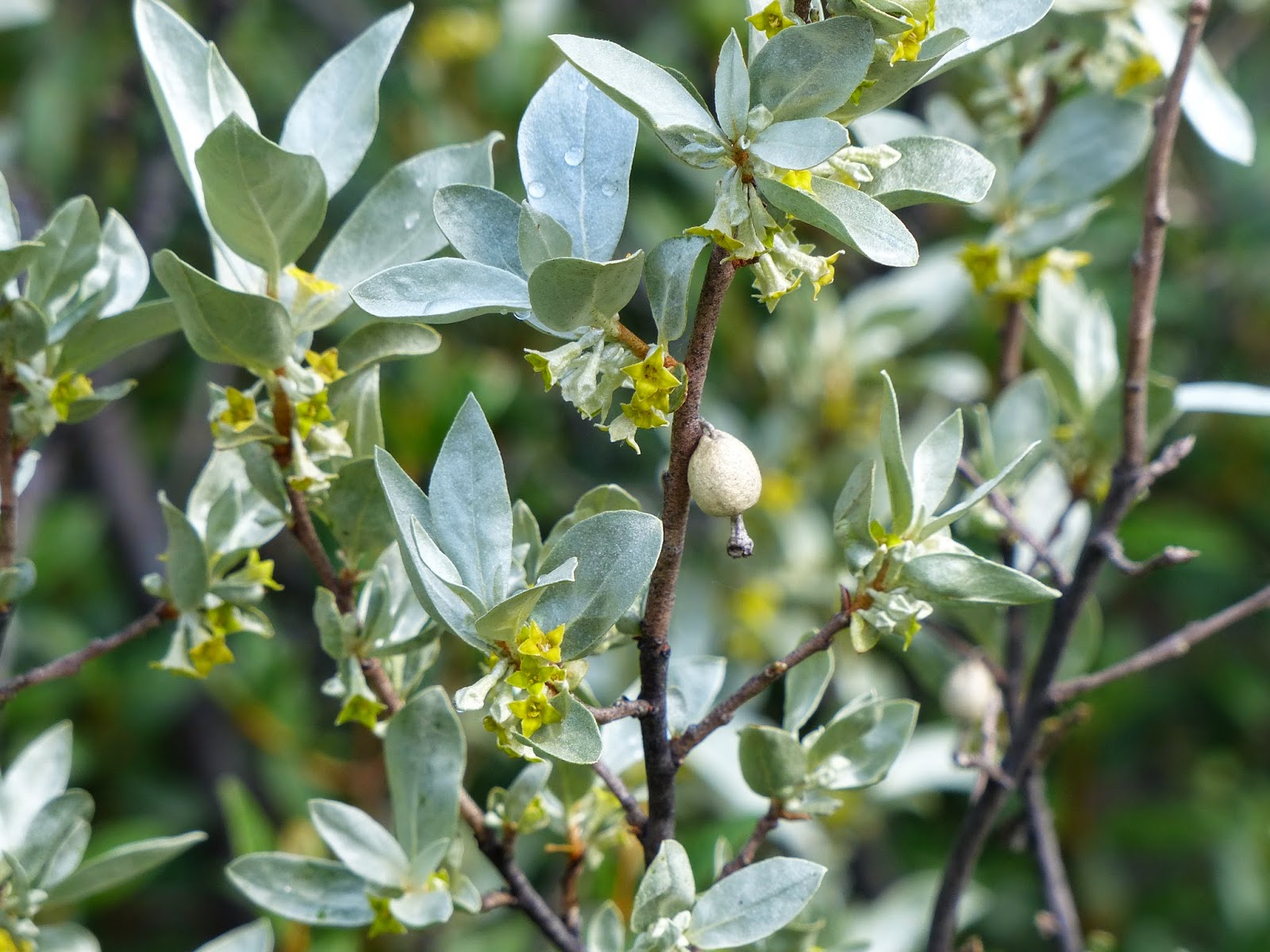 Лох серебристый. Лох серебристый (Elaeagnus argentea). Лох серебристый (Elaeagnus commutata). Elaeagnus commutata (лох серебристый) 'Zempin'. Лох серебристый Elaeagnus argentea побег.