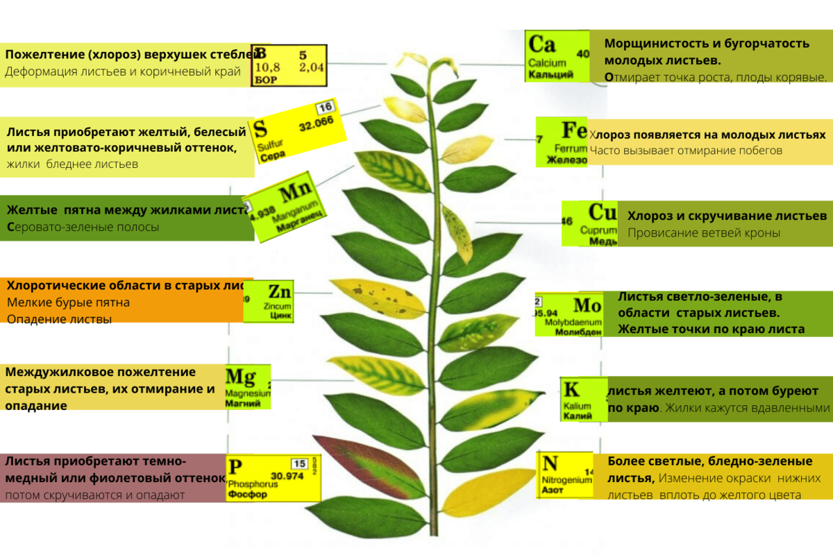 Избыток питательных элементов растений таблица. Нехватка микроэлементов у растений по листьям таблица. Недостаток элементов питания у растений по листьям. Недостаток микроэлементов у растений. Определение болезней растений